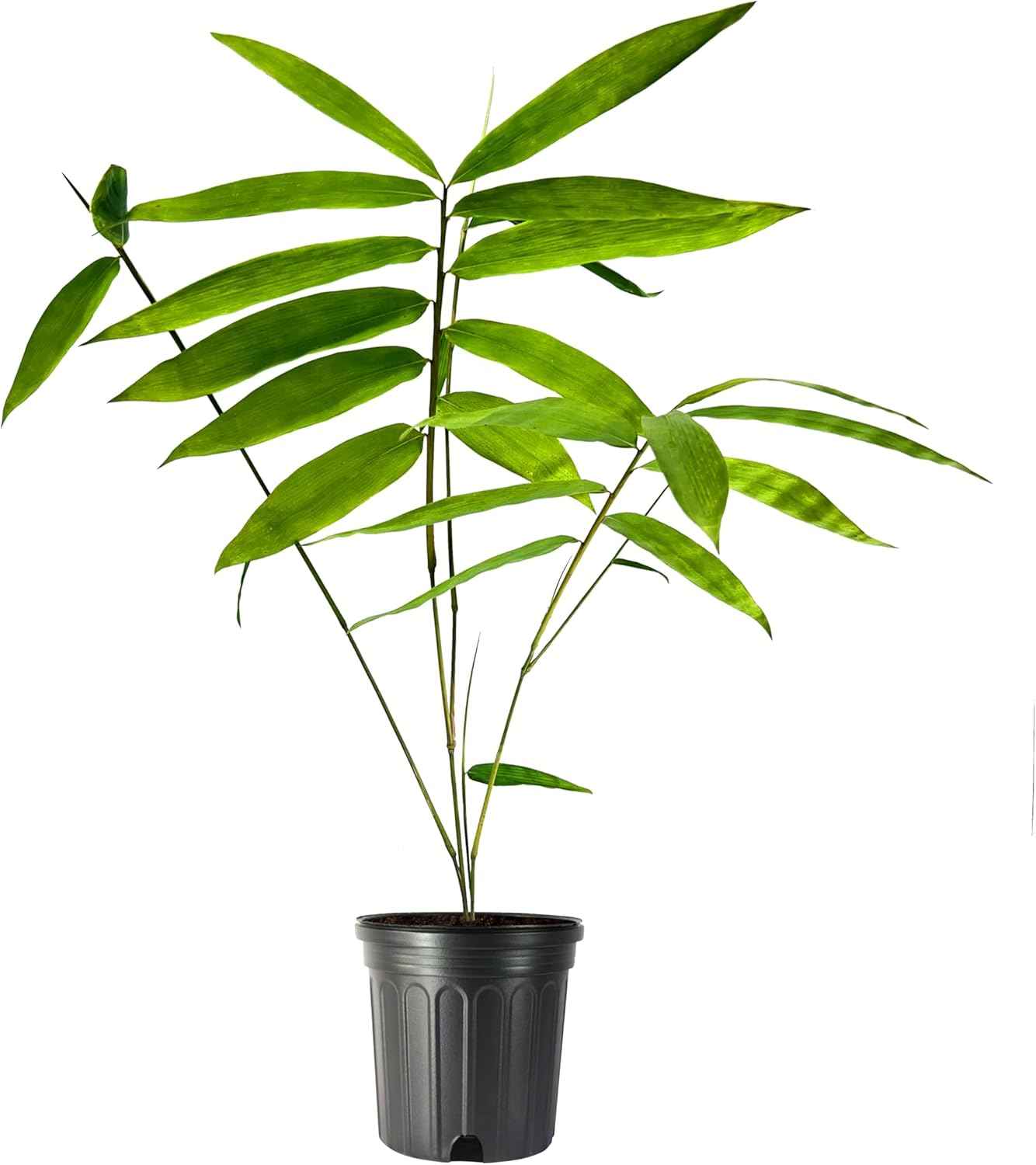 Dendrocalamus Giganteus Bamboo | 1 Large Trade Gallon Size Plant | Fast-Growing Privacy Screen | Giant Live Outdoor Greenery | Sustainable Garden Solution