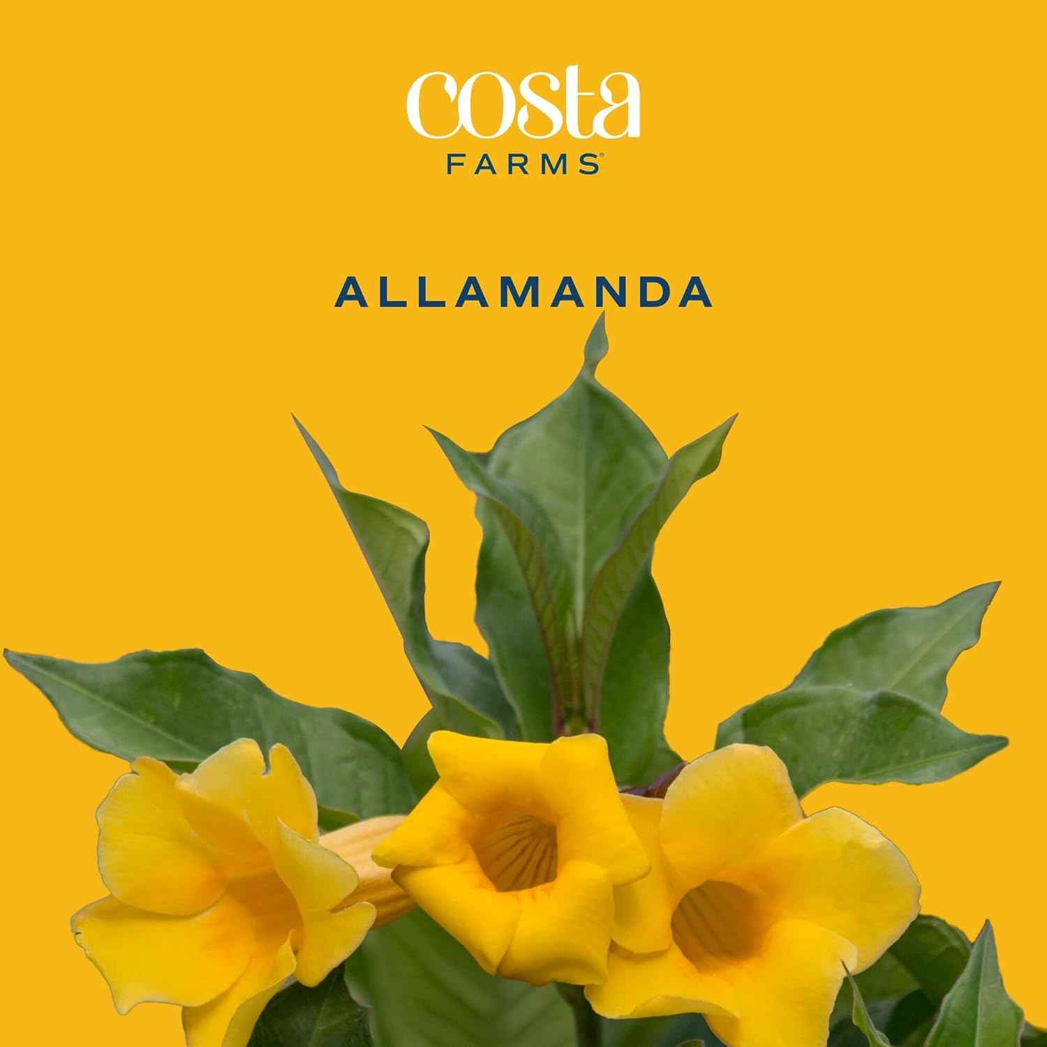 Costa Farms Allamanda Live Plant - Vibrant Yellow Trumpet Flowers, 2-3 Feet Tall Tropical Flowering Vine - Fast Growing Outdoor & Indoor Potted Plant - Pollinator Friendly