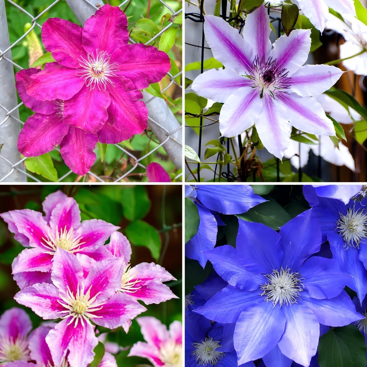 CarpetC 200+ Mixed Clematis Seeds for Planting, Perennial Climbing Vine Large Blooms, Non-GMO Heirloom Flower Seeds for Trellises, Arbors & Garden Fences