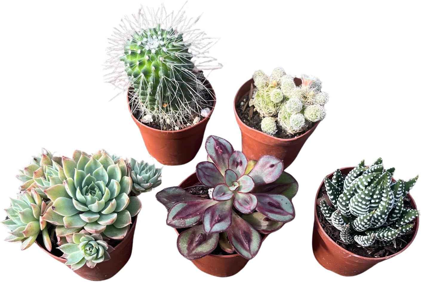Instant Cactus/Succulent Collection - 5 Plants -Terrarium/Fairy Garden- 2" pots