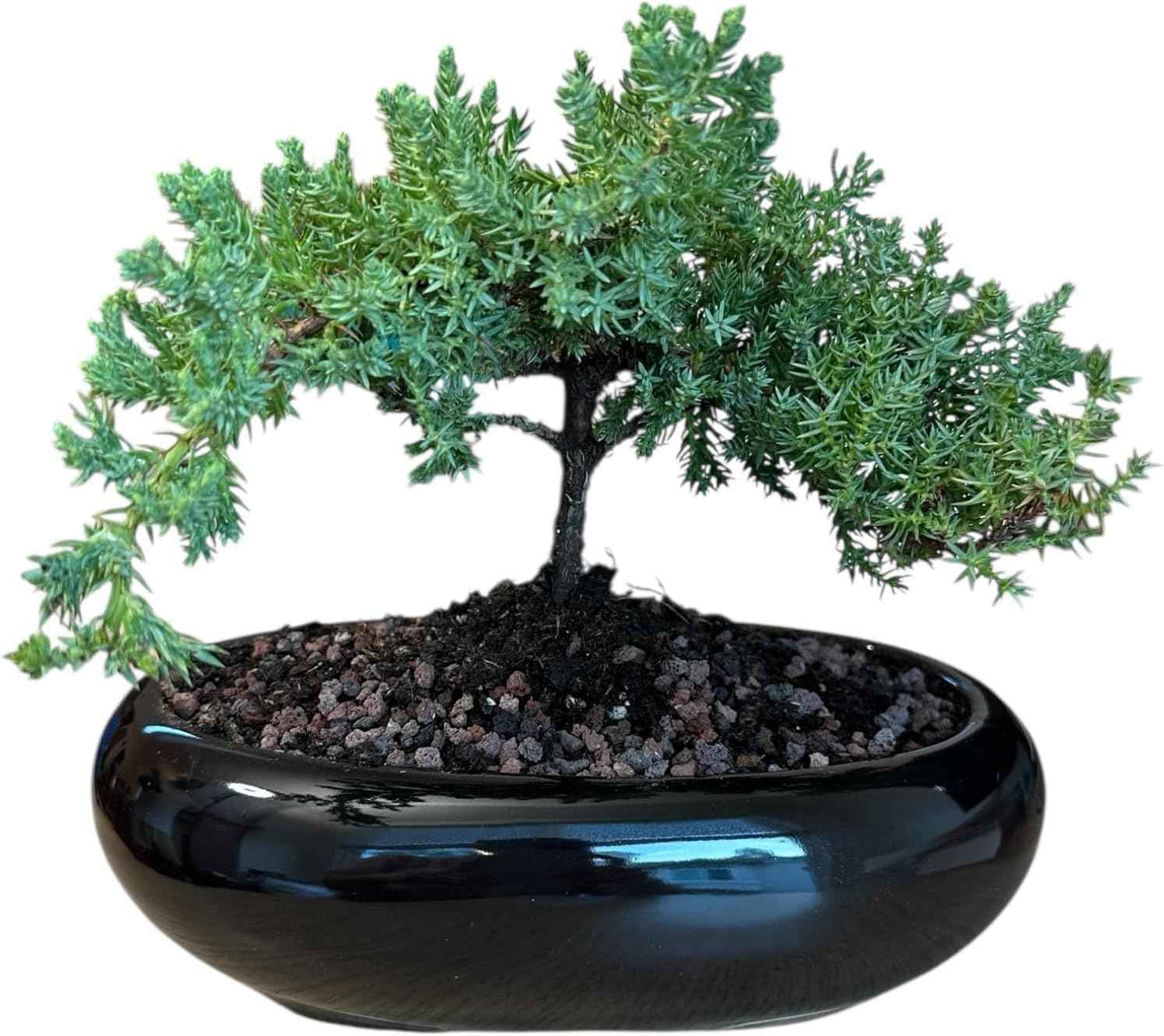 Live Green Mound Juniper Bonsai Tree Medium | Indoor/Outdoor | Great for Beginner