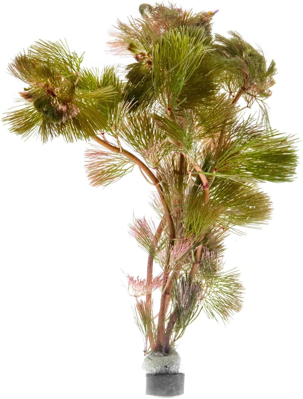 Live Aquarium Red Stem Plants - Freshwater Aquatic Plant for Fish Tanks, Aquascaping - (Lemon Bacopa Caroliniana, 1 Bunch)