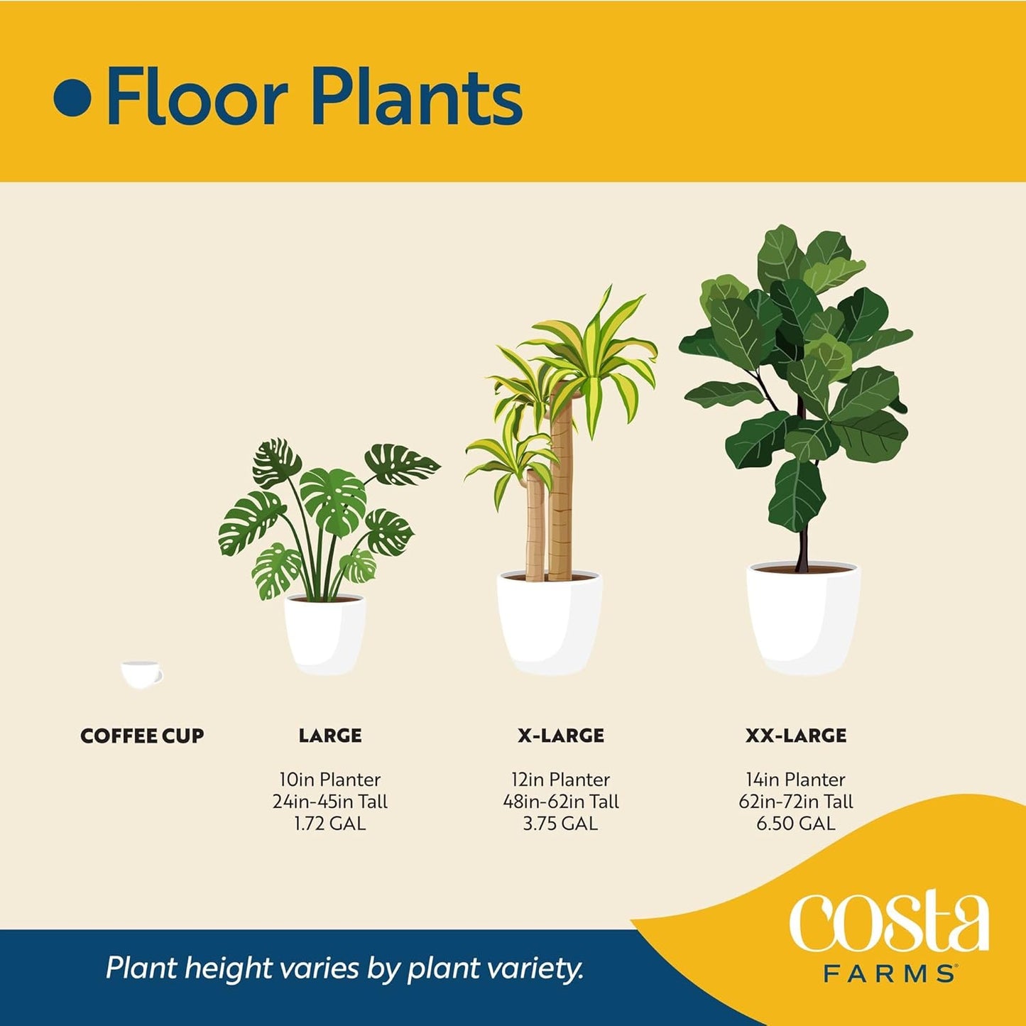 Costa Farms Allamanda Live Plant - Vibrant Yellow Trumpet Flowers, 2-3 Feet Tall Tropical Flowering Vine - Fast Growing Outdoor & Indoor Potted Plant - Pollinator Friendly