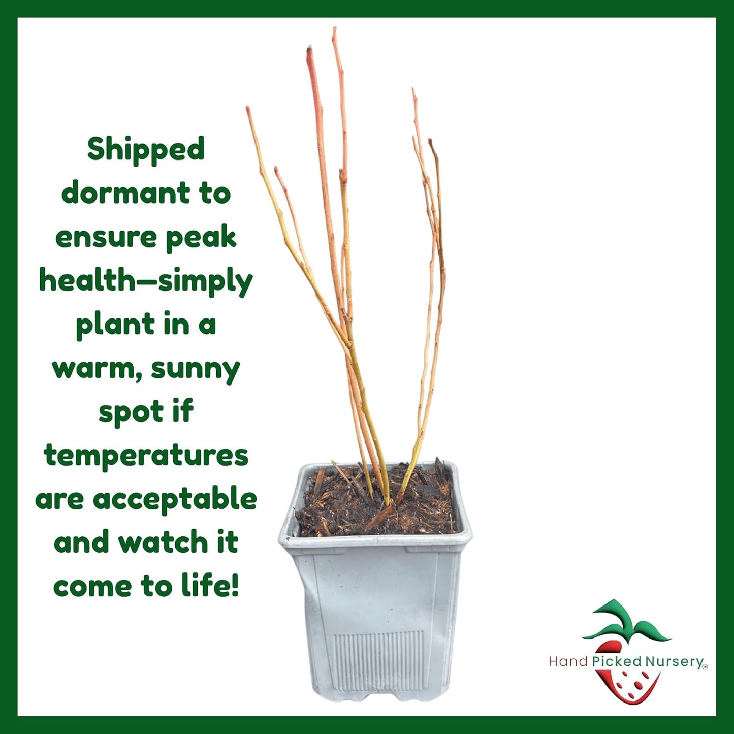 Duke Blueberry Plant, 1-Liter Pot - Great for The Mid-Atlantic! Grow Blueberries from Hand Picked Nursery