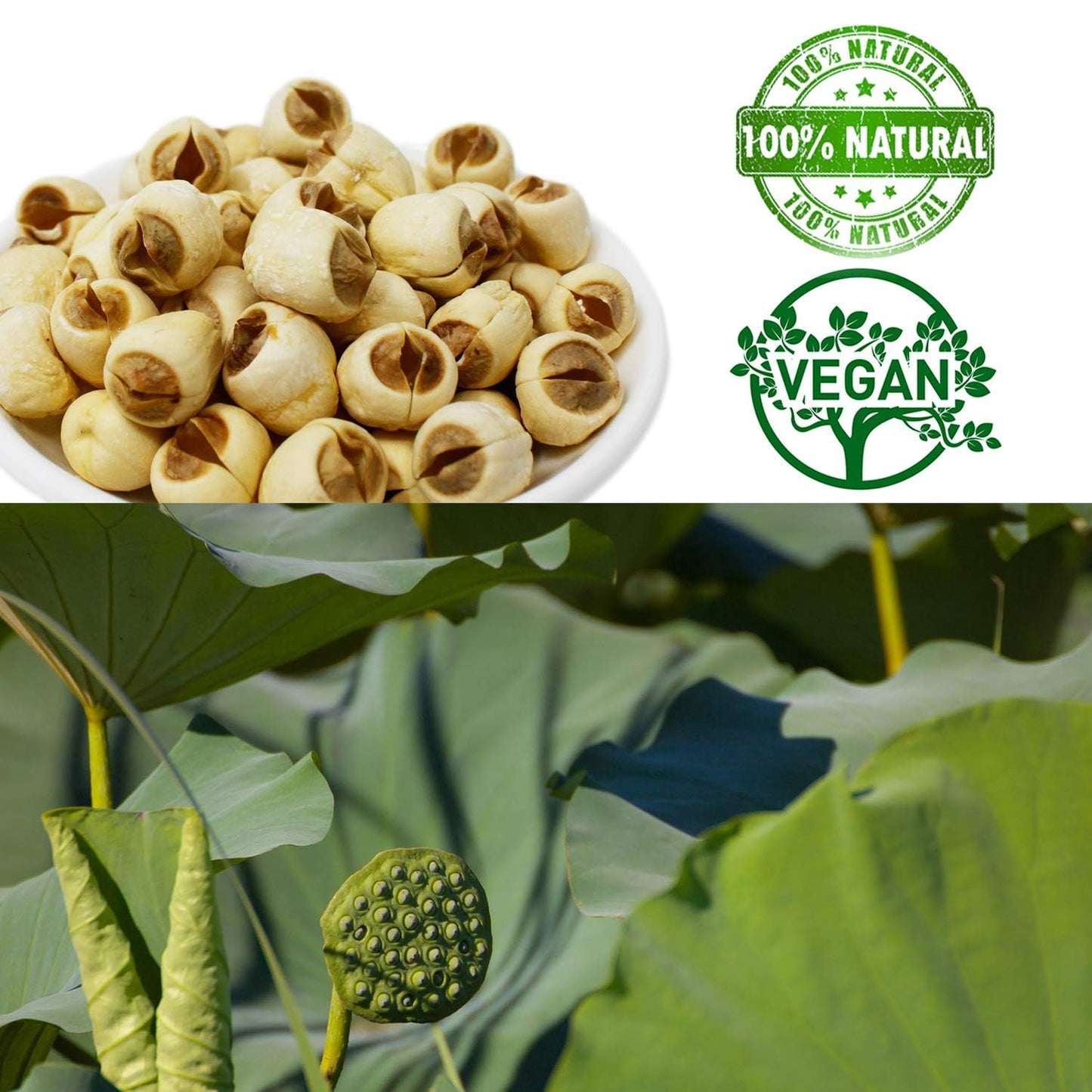 DABC OAK LAND Natural 2LB Dried Lotus Seeds 莲子干, Dried White Lotus Seeds Lian ZI, Rich In Methionine for Health, 白蓮子 for Herbal Tea Cooking Porridge and Soup Raw Material 2 X 16OZ Bags