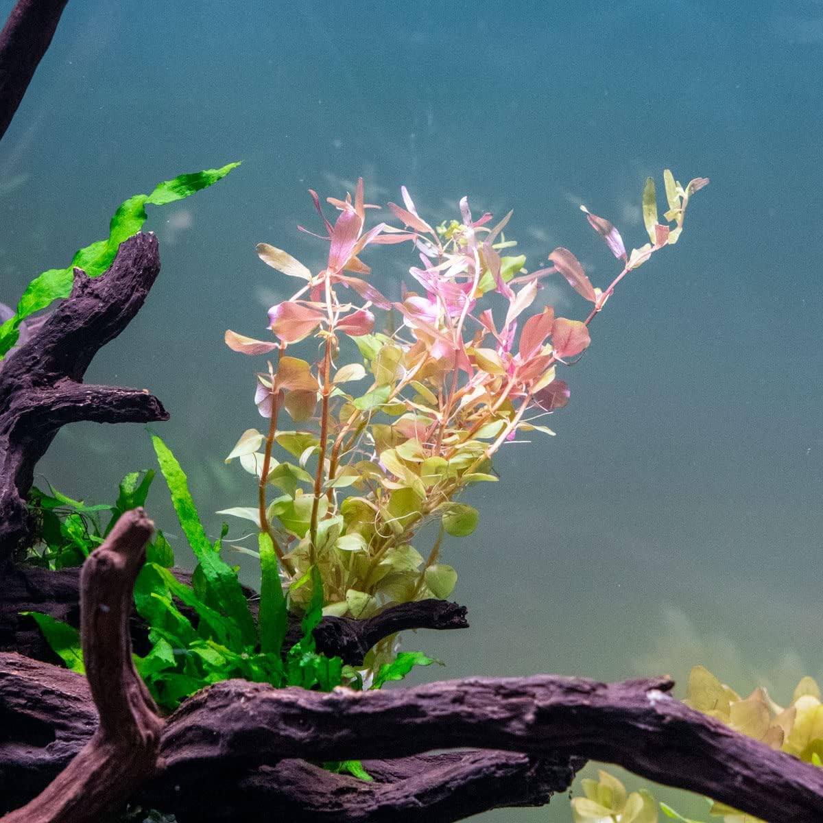 Live Aquarium Stem Plants - Freshwater Aquatic Plant for Fish Tanks, Aquascaping - (Rotala Rotundifolia Orange Juice, 1 Bunch)