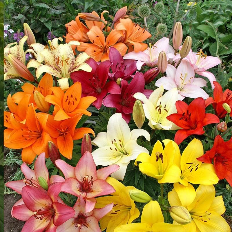 Complete Flower Bulb Garden - 75 Bulbs for 50 Days of Continuous Blooms (Summer Color from July Through October) - Easy to Grow Summer Planting Bulbs by Willard & May