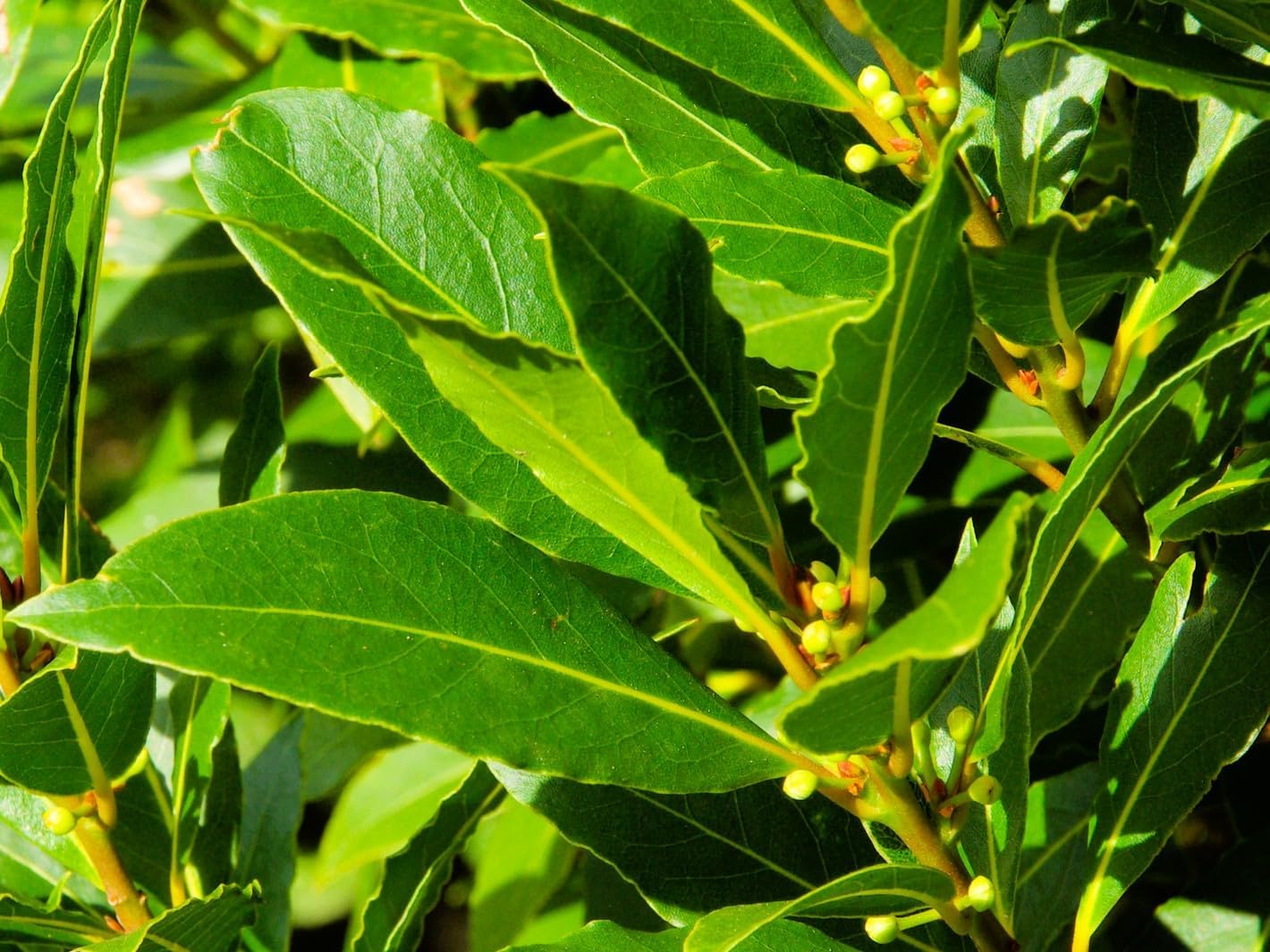 Greenwood Nursery: Live Perennial Plants - Bay Laurel Herb + Laurus Nobilis - [Qty: 10x 2.5 Pot] - (Click for Other Available Plants/Quantities)