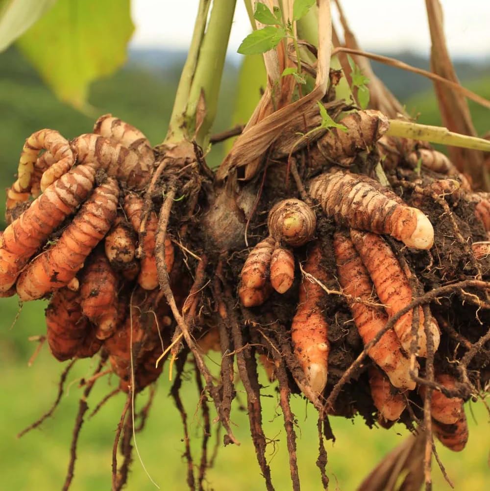 Live Red Turmeric Plants (Curcuma Longa) - Healthy Rhizome and Plant for Home Gardening & Medicinal Use (2 red Turmeric Bags)