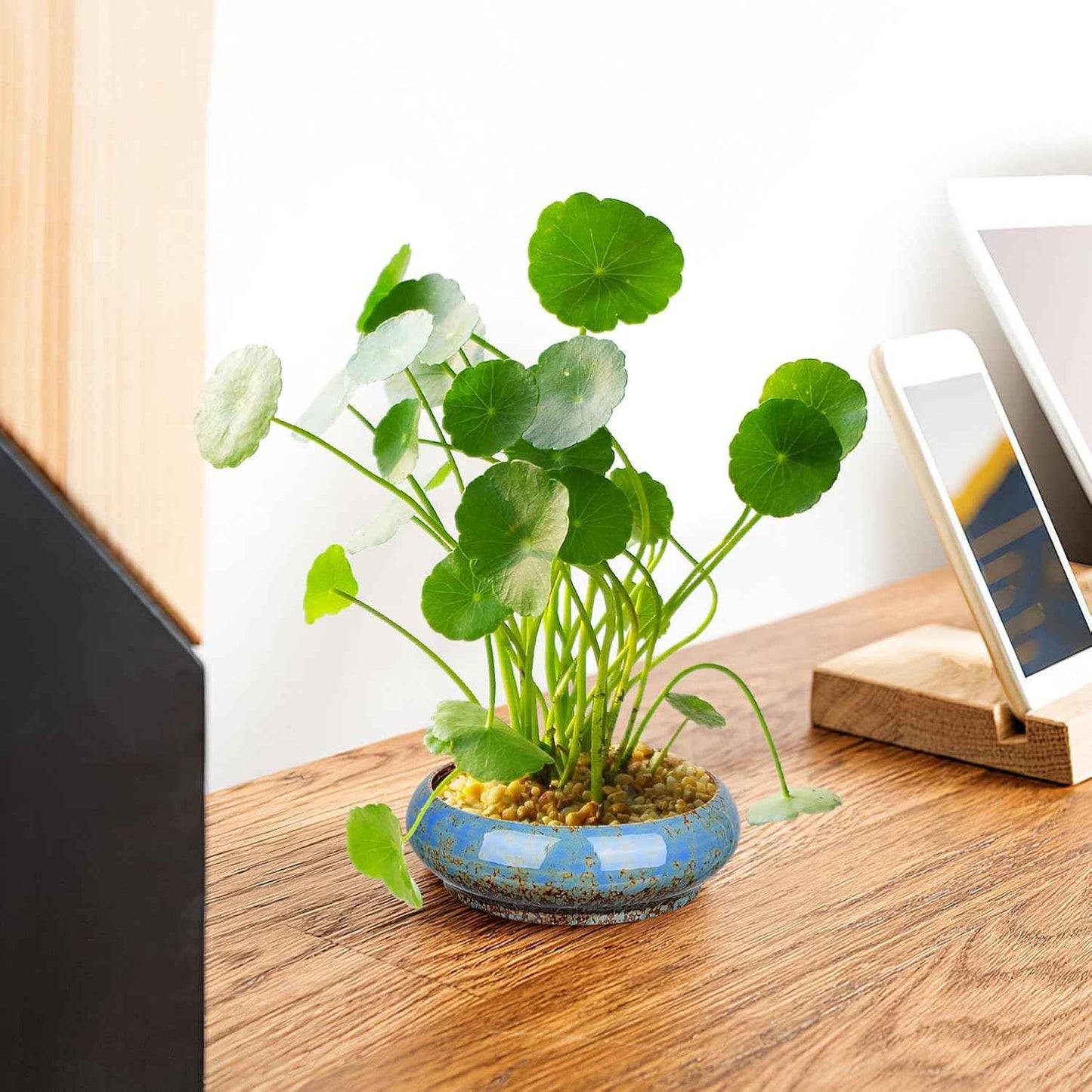 NUOBESTY Ceramic Hydroponic Plant Pot Indoor Succulent Planter for Water Lily and Narcissus Flower 7.3 Inch Decorative Bowl for Garden Balcony Table