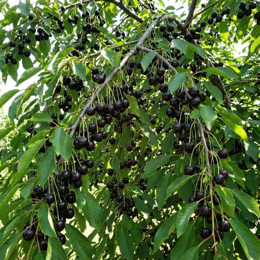 Black Cherry Tree Live Plant, 1 Year Old Sweet Cherry in Quart Pot, Hardy Fruit Shade Tree for Garden or Landscape