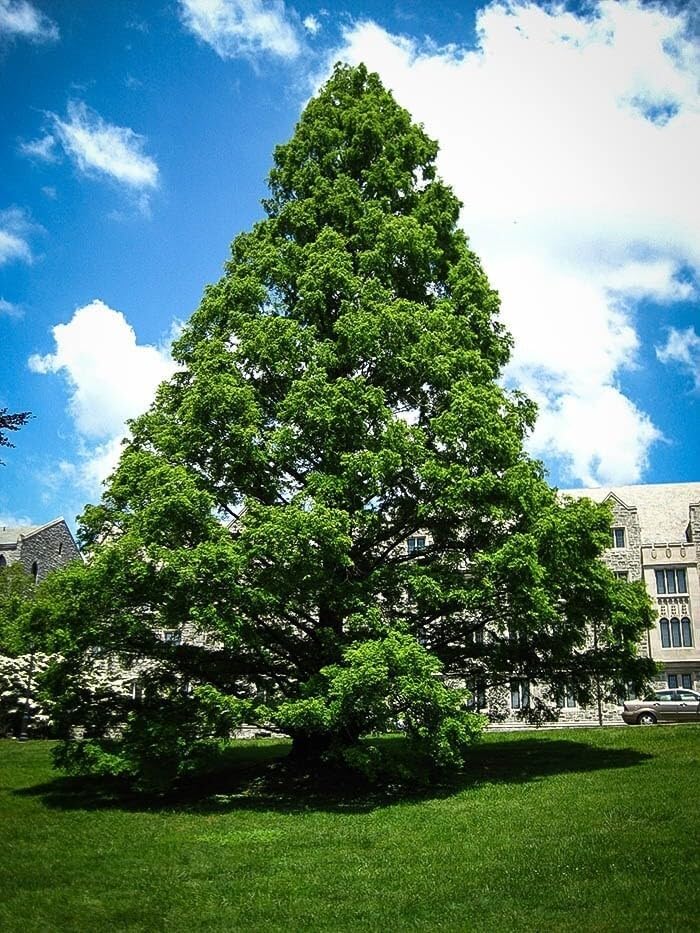 Live Plant - (3) - Dawn Redwood Tree - Metasequoia - Starter Plants - (3 Live Plants)