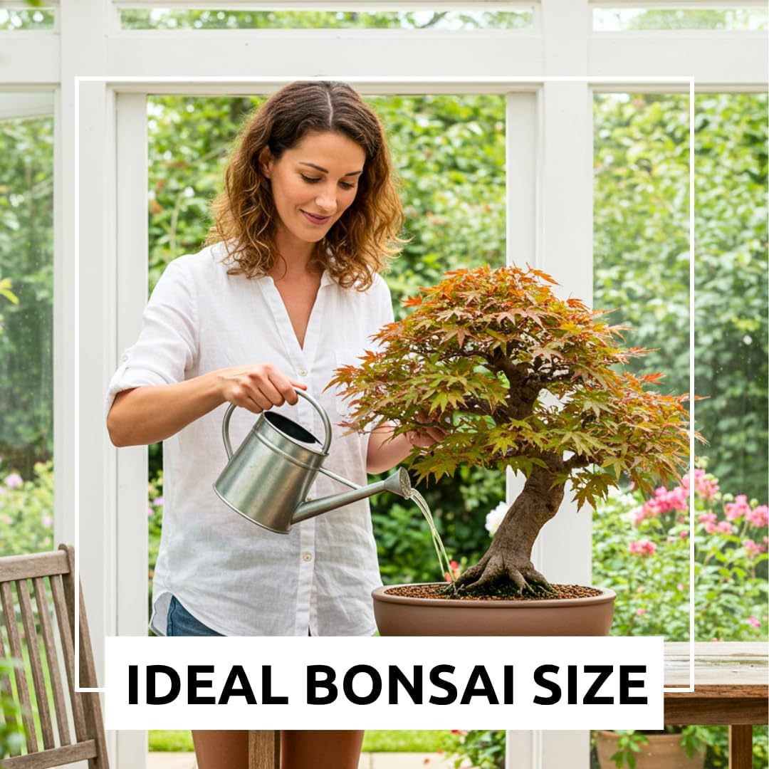 Green Geisha Girl Japanese Maple Bonsai Seedling – 1 Year Old Bare Root Dormant Tree – Acer Palmatum ‘Geisha Girl’ – Ideal for Bonsai & Container Growing