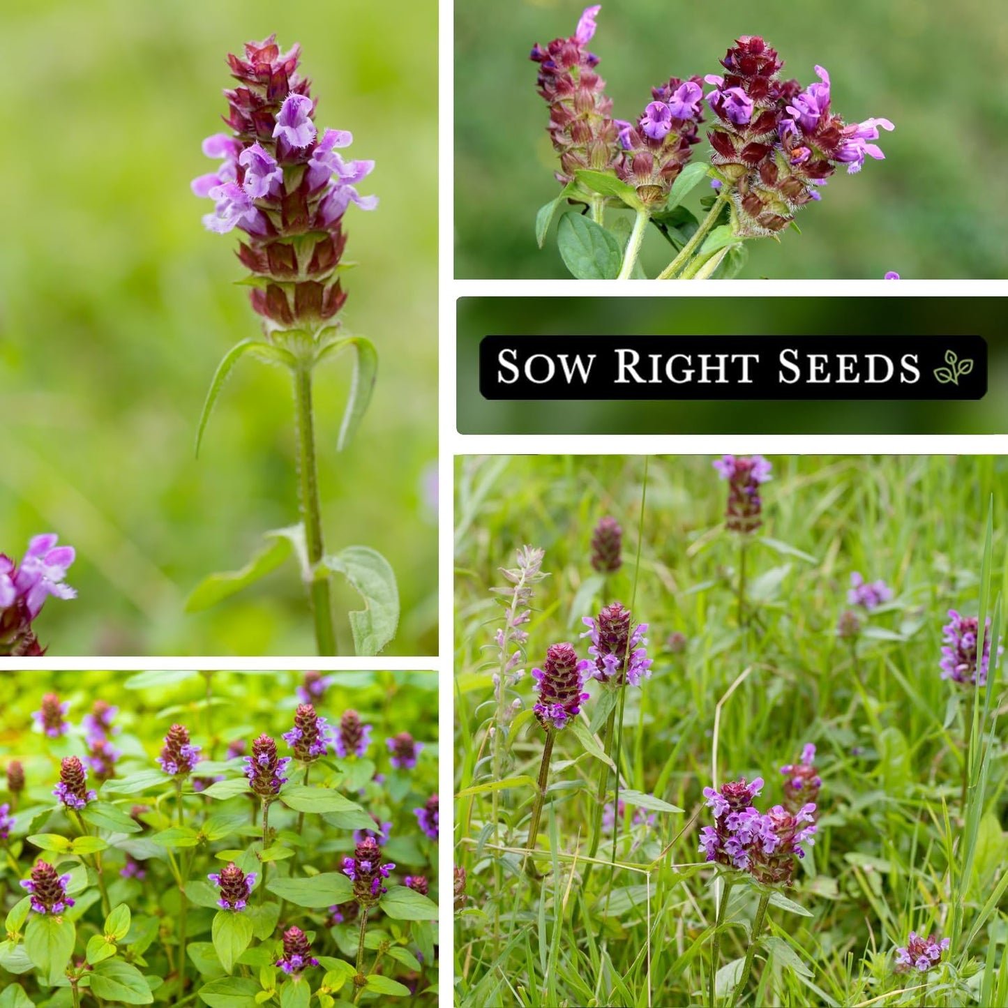 Sow Right Seeds - Heal-All Seeds for Planting - Self Heal Prunella Vulgaris - Non-GMO Heirloom Medicinal Herb - Grow Your Own Wildflower Garden - Attracts Pollinators - Easy to Grow in Gardens (1)