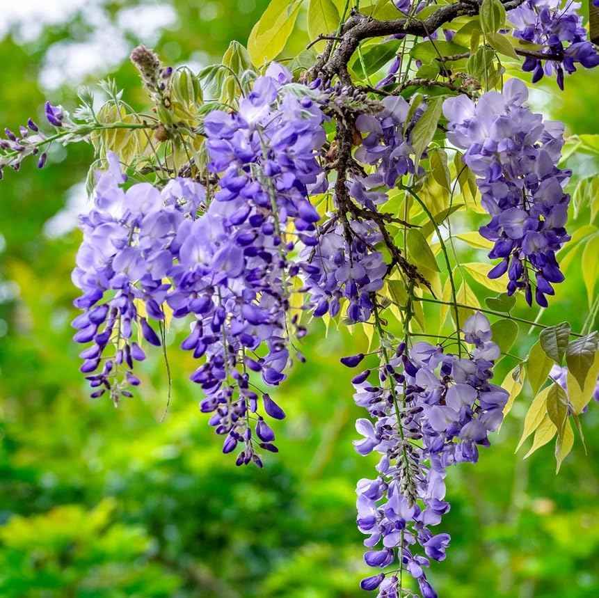 2 Blue Flowering Chinese Wisteria Vines - 12-18" Tall Live Plants - Wisteria Seedlings - Wisteria sinensis - (2 Pack)