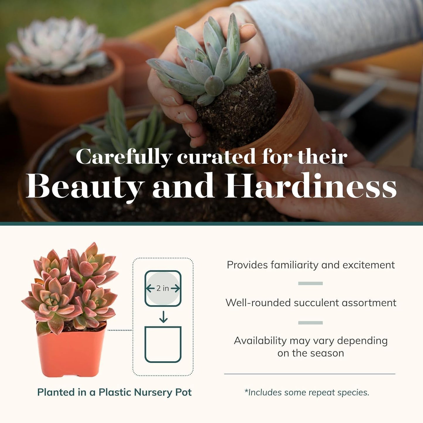 Shop Succulents Assorted Succulent Plant Pack Collection - Live Mini Succulent Plants, Low Maintenance, Mixture of Colors & Textures - Wedding and Party Favors, Gift & Garden, Pack of 100