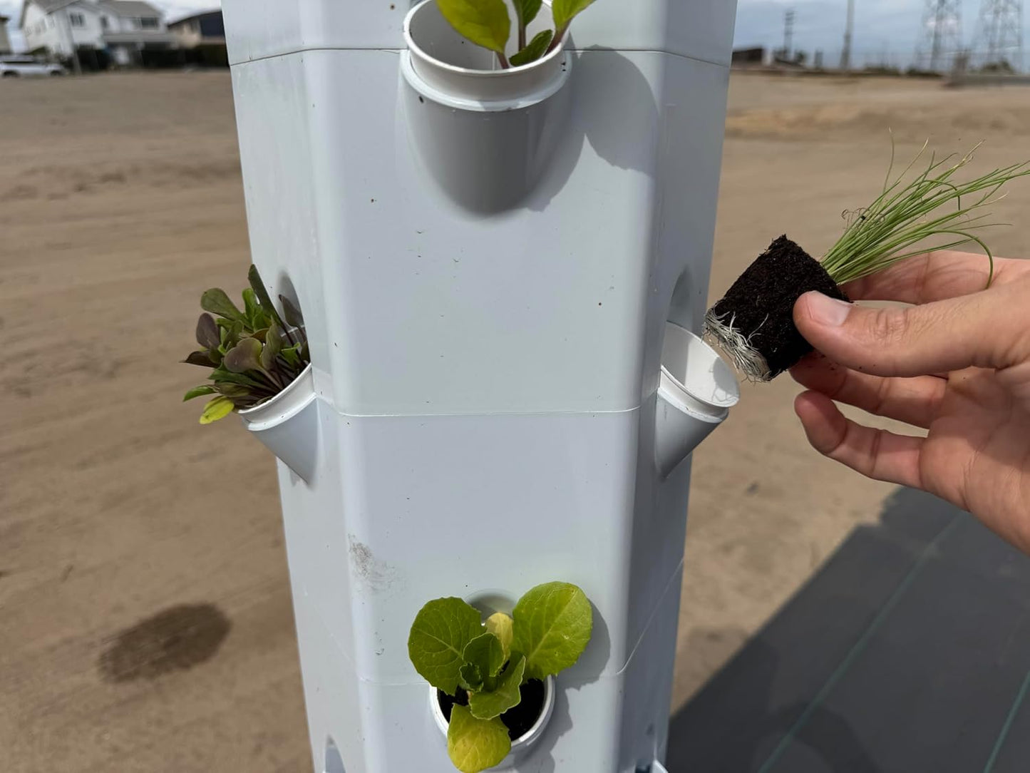 Herb Seedlings: Ready-to-Plant Seedlings, Starts, Plugs, Garden-Ready, Live Plants, Transplants, Pre-sprouted, for Soil & Hydroponic Gardens (6 seedlings)