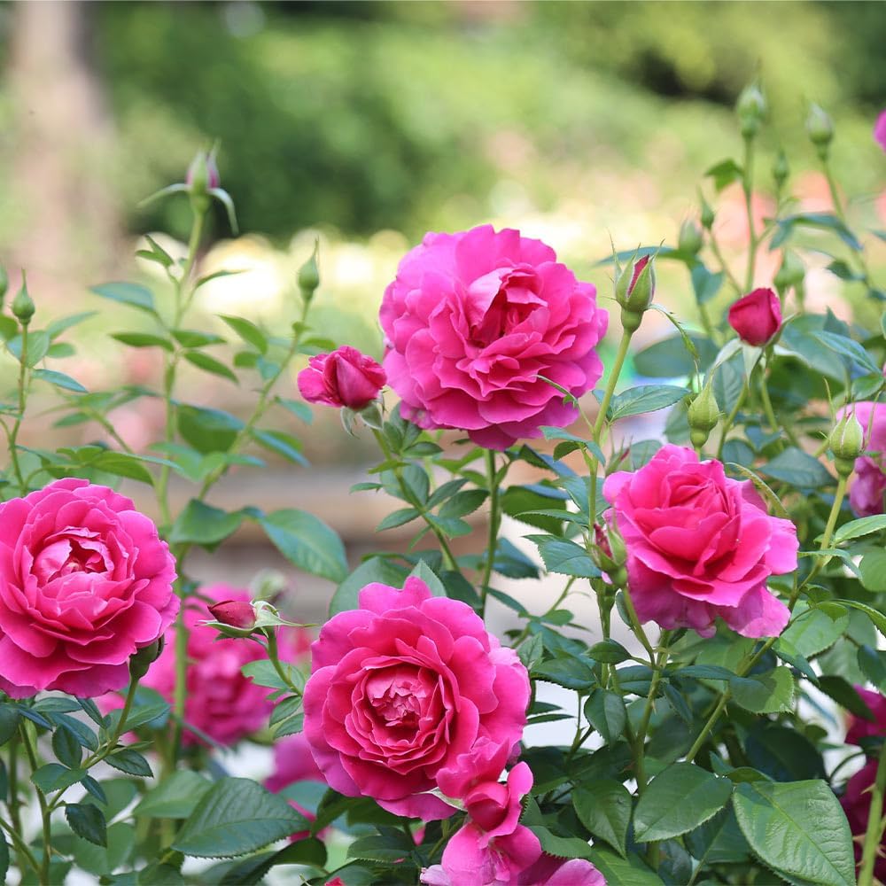 Heirloom Hybrid Tea Roses, Live Own Root Plant for Outdoor Garden, Pretty Lady Rose™, Moderately Fragrant, Hardiness Zones: 6-10, Continual Blooming