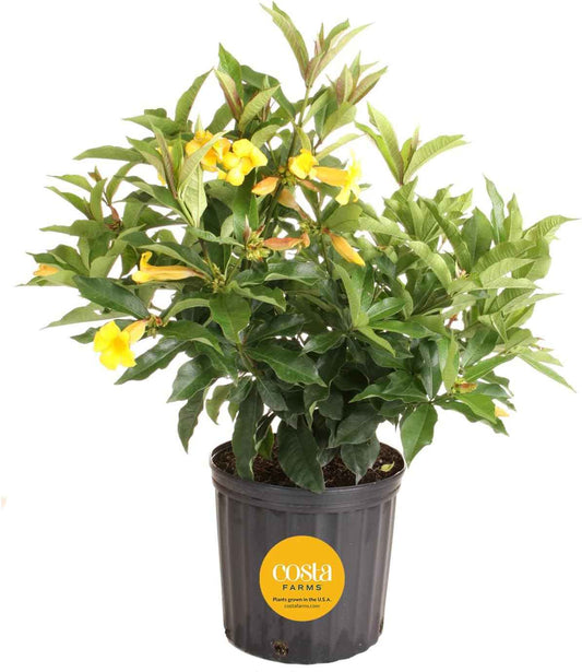 Costa Farms Allamanda Live Plant - Vibrant Yellow Trumpet Flowers, 2-3 Feet Tall Tropical Flowering Vine - Fast Growing Outdoor & Indoor Potted Plant - Pollinator Friendly