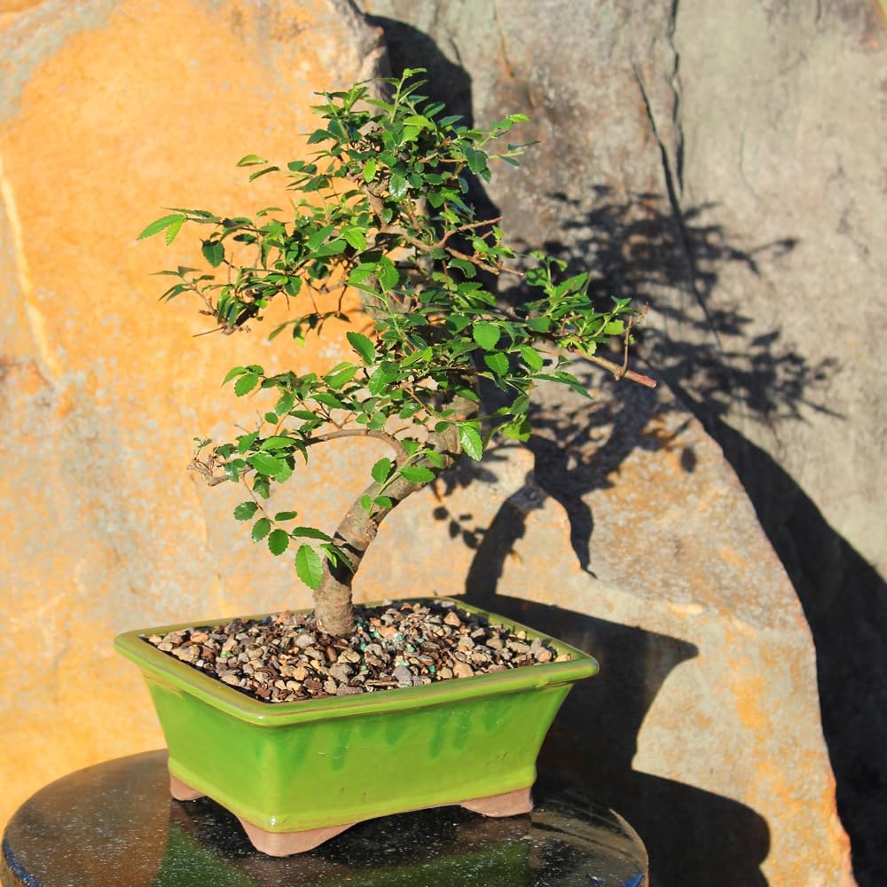 Brussel's Bonsai Live Chinese Sweet Plum Bonsai Tree - 5 Years, 6 to 10 in - Indoor Bonsai in Ceramic Bonsai Pot
