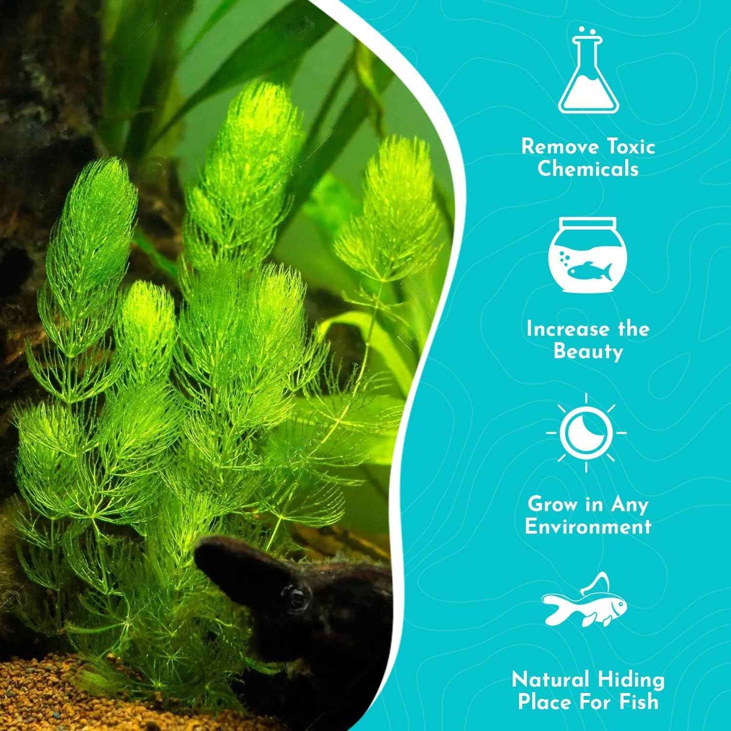 Hornwort 10-Pack Live Aquarium Plants Bundle for Freshwater Aquarium and Ponds by Canton Aquatics