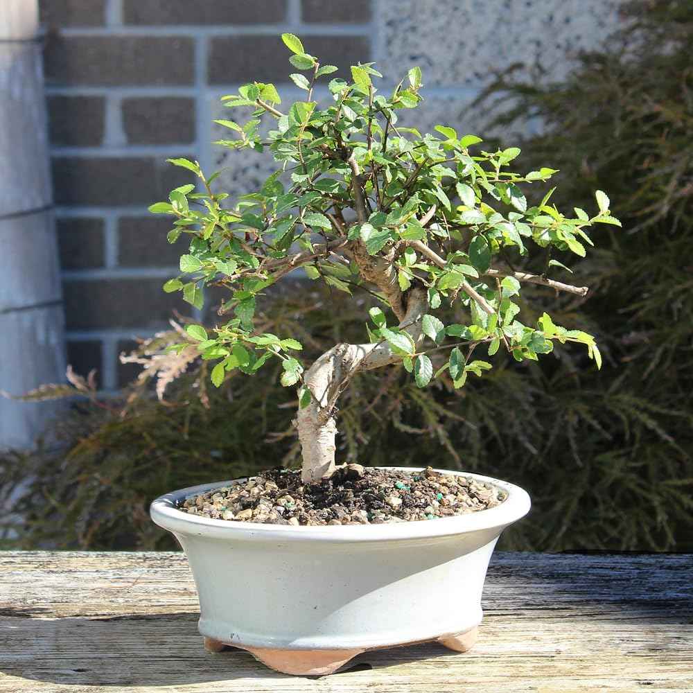 Brussel's Bonsai Live Chinese Elm Bonsai Tree, Outdoor - Medium, 7 Years Old, 8 to 10 inches Tall - Includes Decorative Ceramic Bonsai Pot