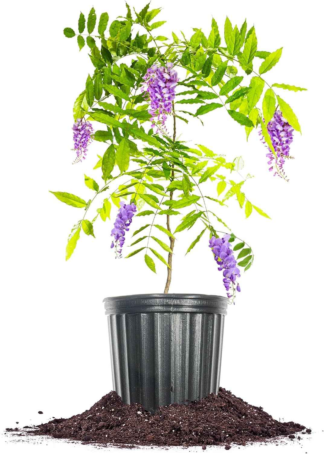 Perfect Plants Amethyst Falls Wisteria Vine 1 Gallon | Live Shrub for Outdoor Planting | Fast Growing Vines for Trellis or Fence | Beautiful Purple Flowers During Spring & Summer