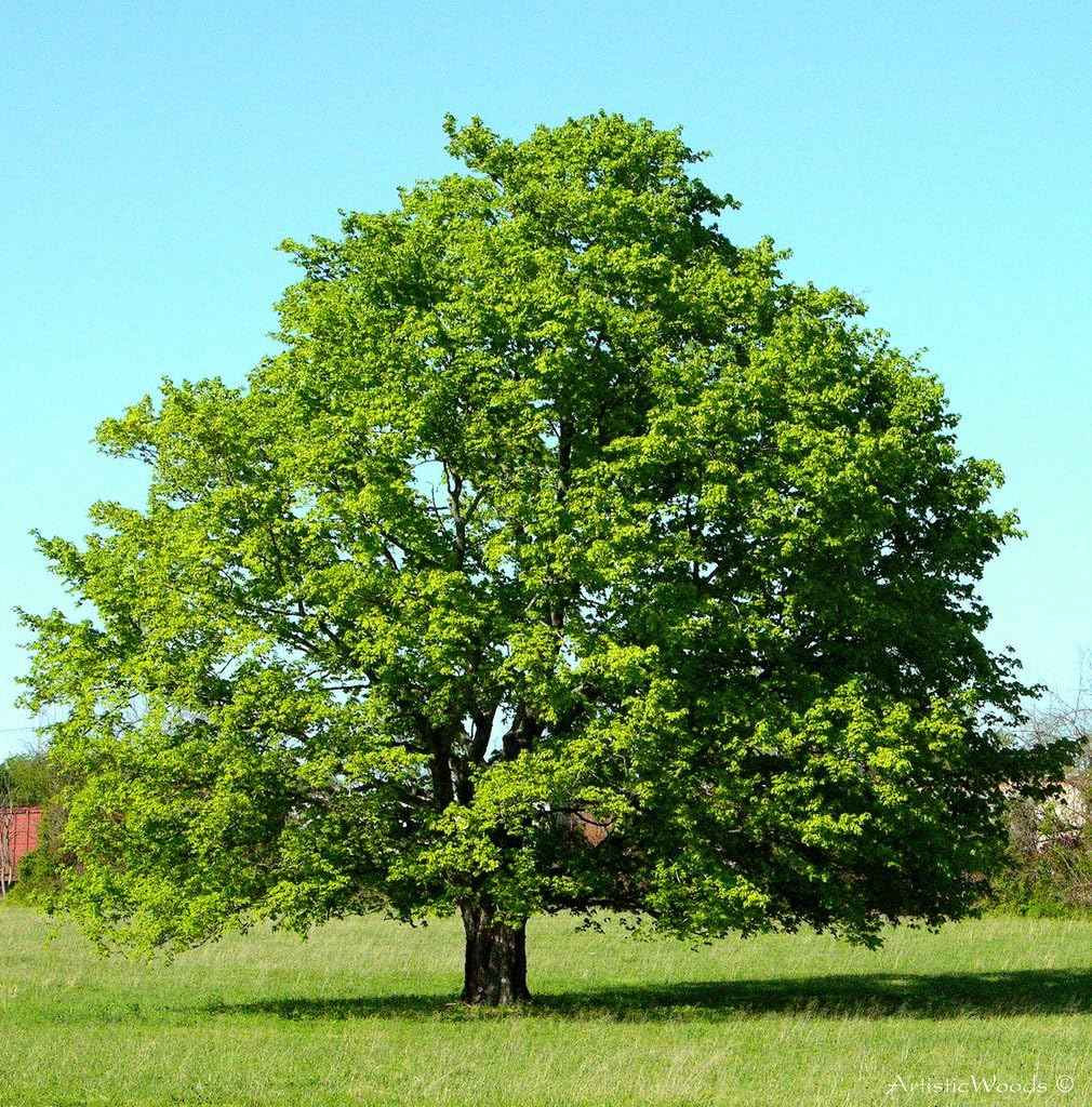 American Red Maple Shade Tree - Live Plant Shipped 2 to 3 Feet Tall by DAS Farms