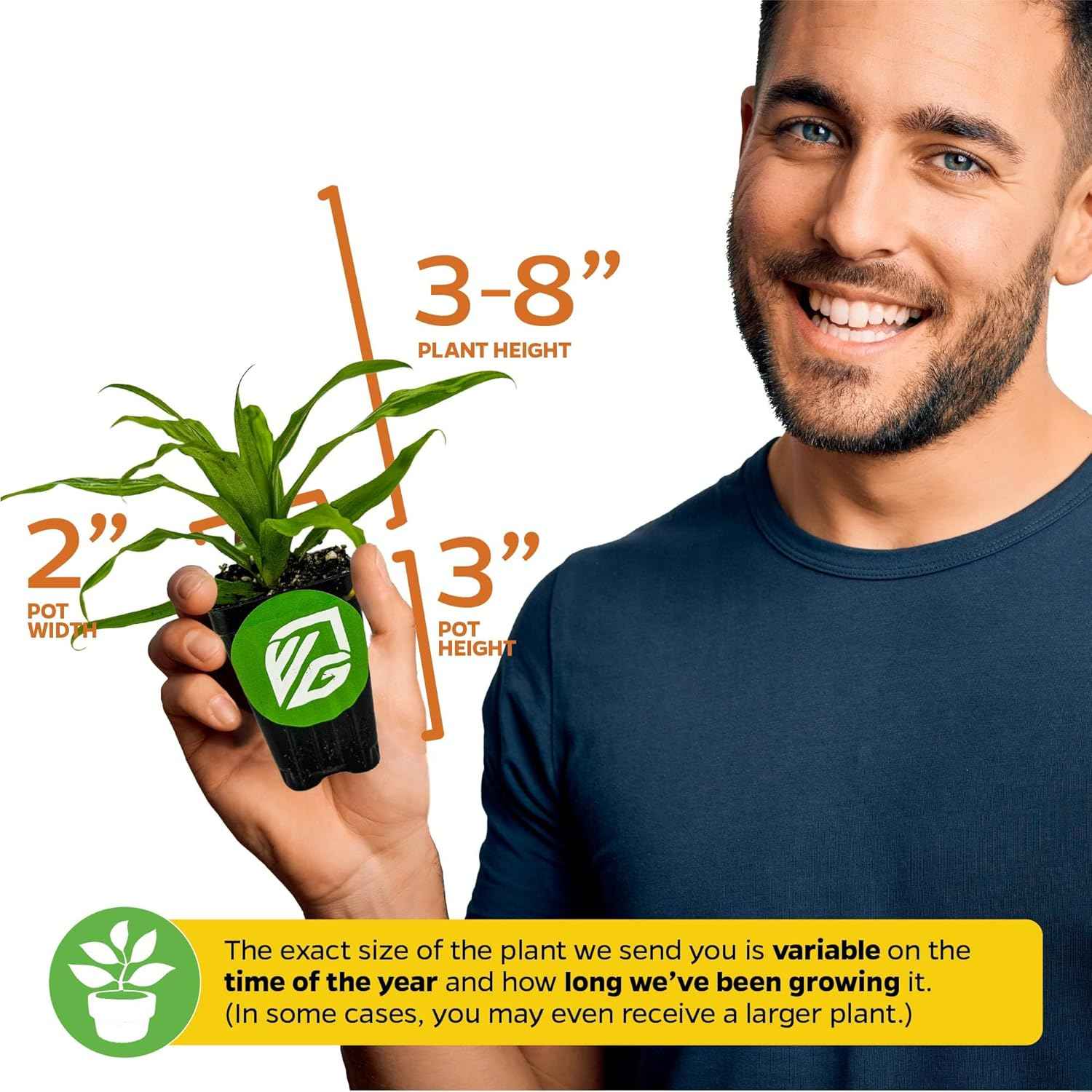 White Jade Pineapple Live Plant - Ananas Comosus - Wellspring Gardens Starter Plant - Ideal Pineapple Plant Live Easy to Grow Starter Plant Great for Outdoor and Patio Planting Growth (2-Pack)