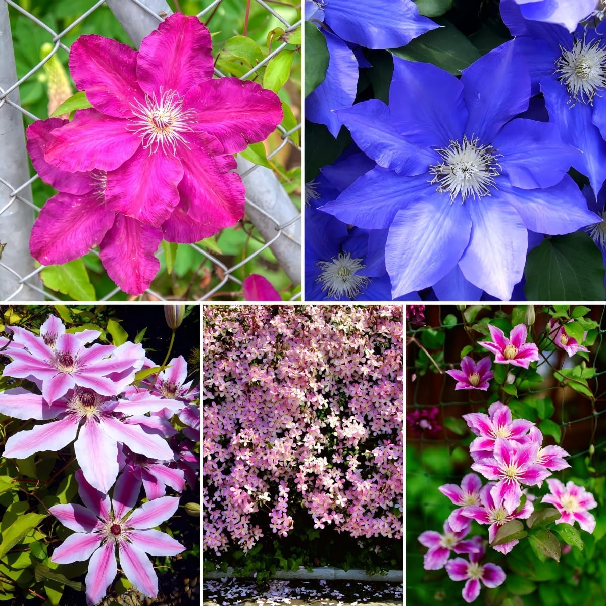 CarpetC 50+ Clematis Seeds for Planting, Perennial Flowering Vine, Long Blooming Heirloom Climber for Trellises, Fences and Arbors
