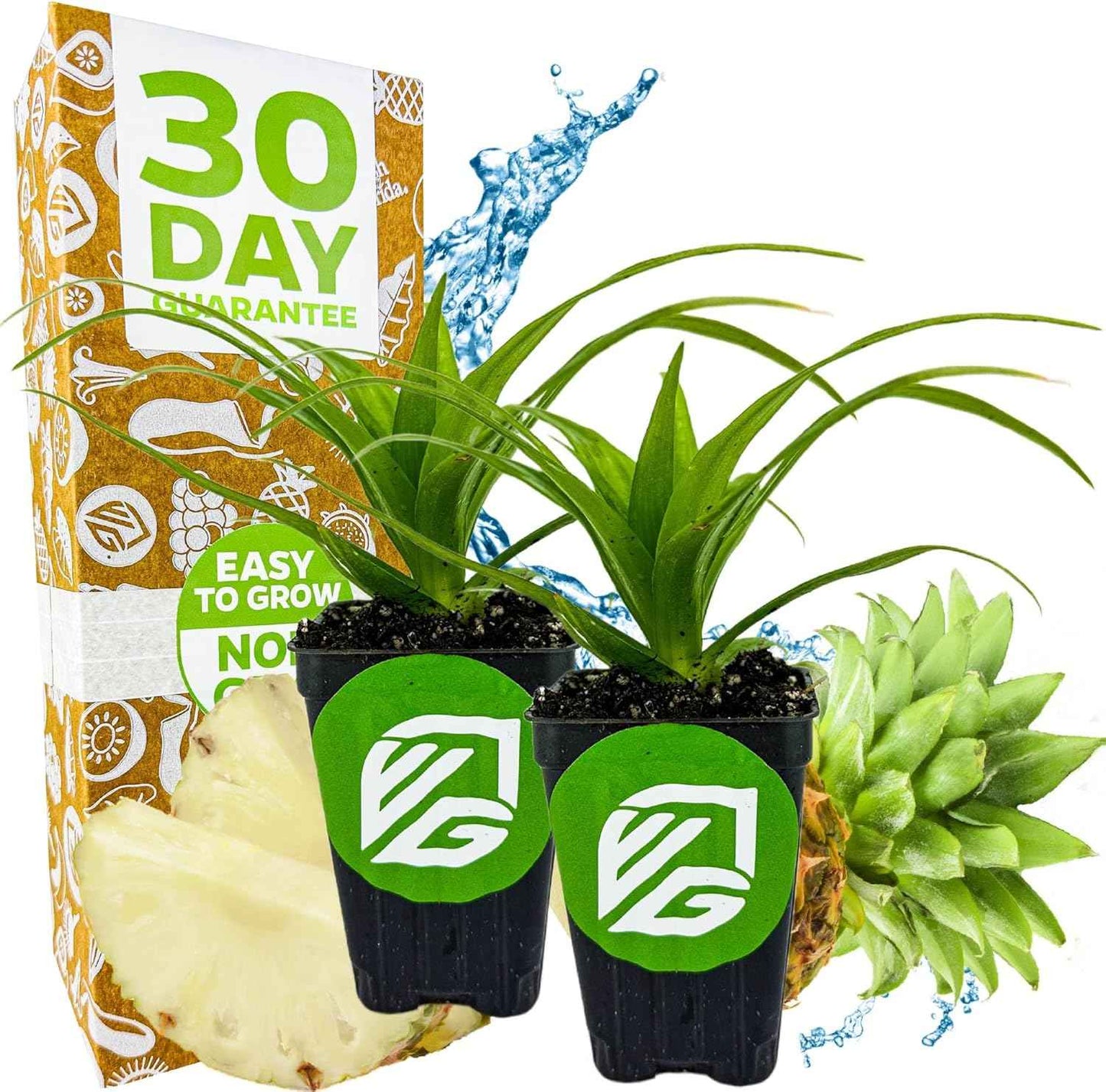 White Jade Pineapple Live Plant - Ananas Comosus - Wellspring Gardens Starter Plant - Ideal Pineapple Plant Live Easy to Grow Starter Plant Great for Outdoor and Patio Planting Growth (2-Pack)