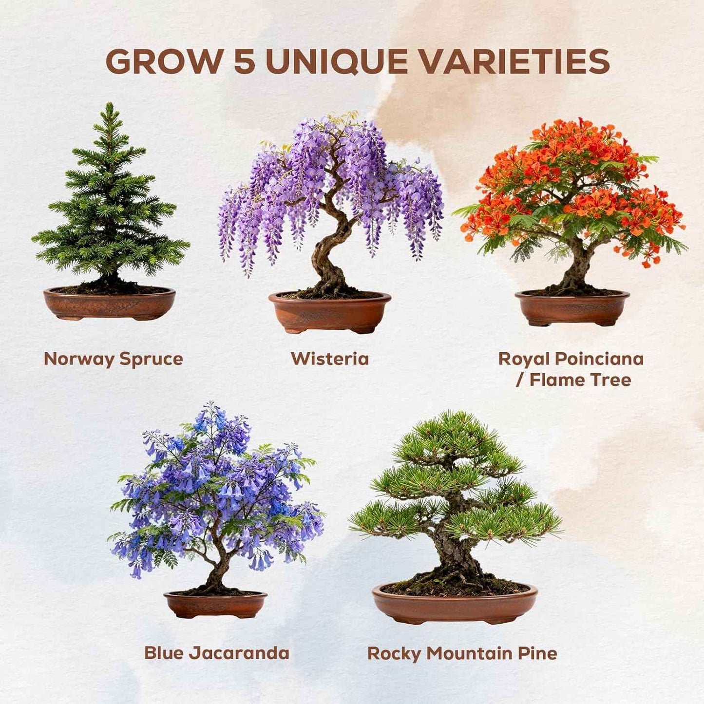 Christmas Gifts & Crafts for Adults - Bonsai Tree Starter Kit with 5 Unique Japanese Trees | Complete DIY Gardening Kit for Birthday | Gifts for Women, Men, Mom, Dad, Plant Lovers
