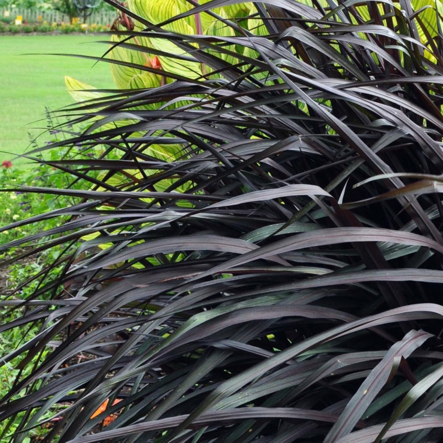 Set 2 Grass Plants Live for Planting, 5-9 Inch Tall, Ornamental Grasses Live Plants Perennial Grass, Well-Rooted (Black Fountain Grass)