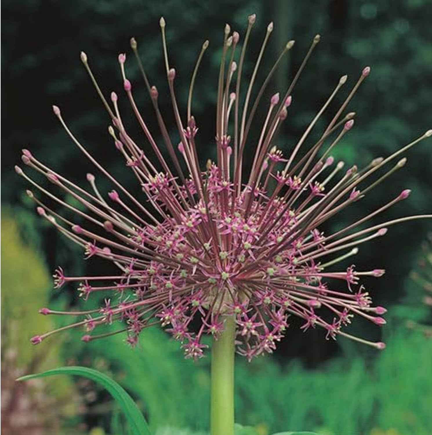 Votaniki Schubertii Allium Bulbs - Spectacular Blooms, Allium Schubertii (Ornamental Onion) | Spring Blooming Perennial - Easy to Grow (5 Pack)