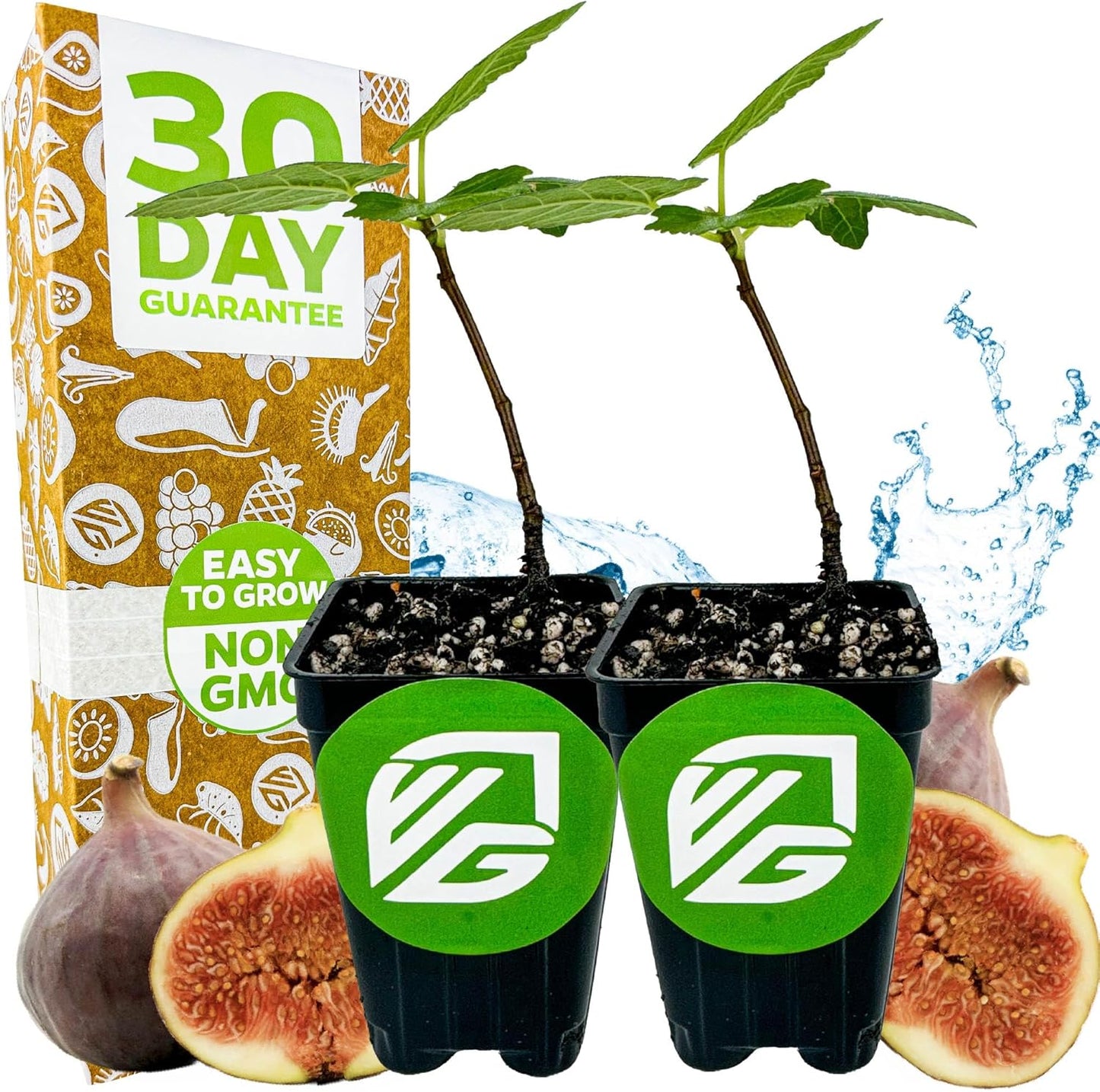 Brown Turkey Fig - Ficus carica by Wellspring Gardens - Sweet Bronze Fruit - Mediterranean Garden - Resilient Fruit Tree - Self-Pollinating Fig Tree - Ornamental Fruit Tree (2-Pack)