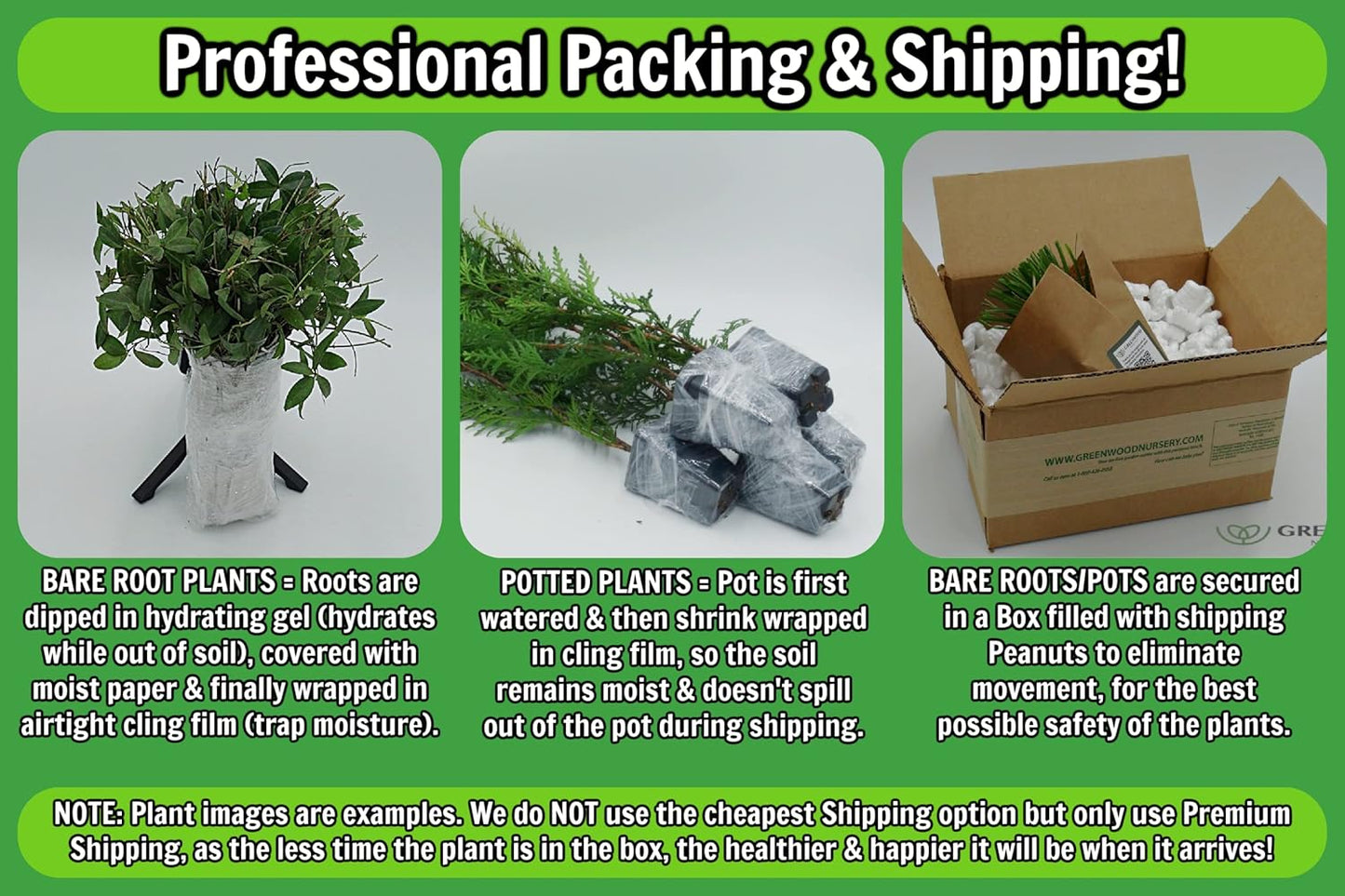 Greenwood Nursery: Live Perennial Plants - Shasta Daisy Becky + Leucanthemum Superbum - [Qty: 3X 3.5 Pots] - (Click for Other Available Plants/Quantities)