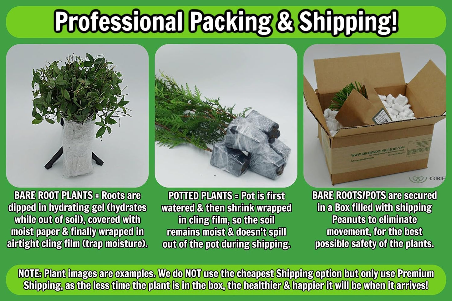 Greenwood Nursery: Live Perennial Plants - Firewitch + Dianthus Gratianopolitanus - [Qty: 2X 3.5 Pots] - (Click for Other Available Plants/Quantities)