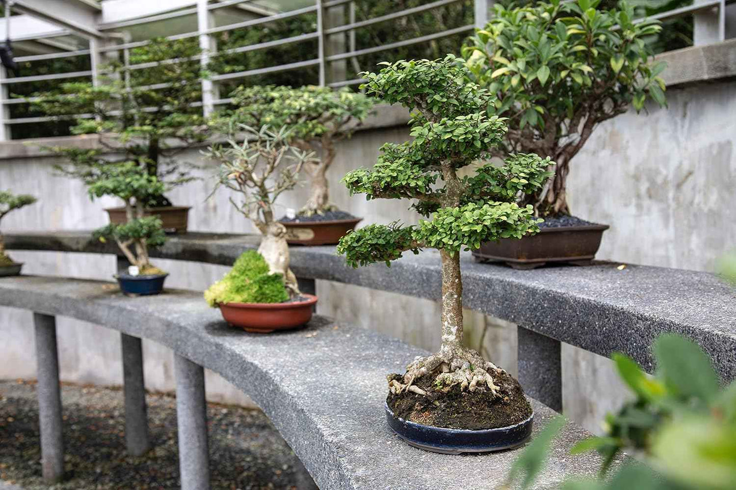 Bonsai Tree Bundle | Collection of 5 Live Tree Seedlings | The Jonsteen Company