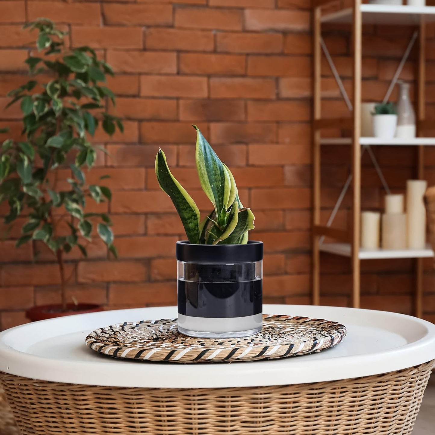 Phoenix Vine 6 Inch Self Watering Terracotta Planter, Black Terracotta Clay Pot with Glass Reservoir for Indoor Plants, Herbs, Flowers, Set of 1, 52-C-F-1