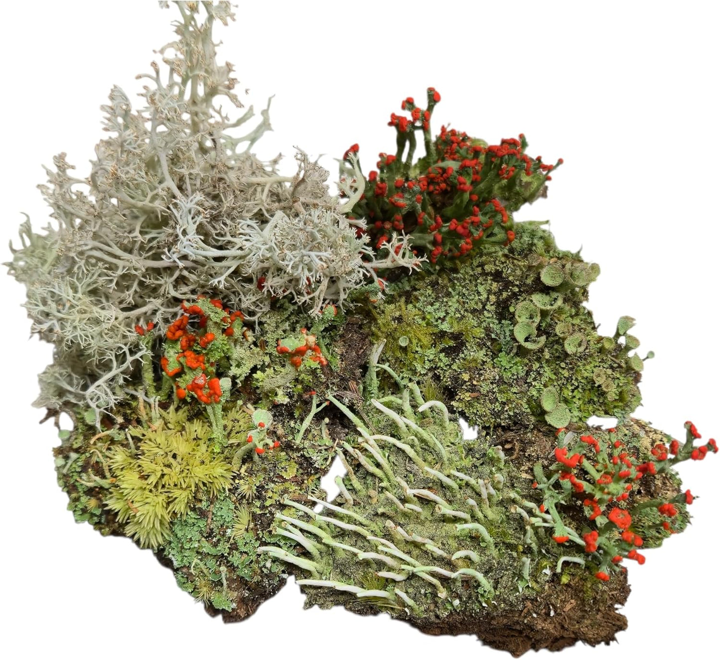 Small Live Lichen Assortment 3"x4" Bag for Terrariums and Fairy Gardens
