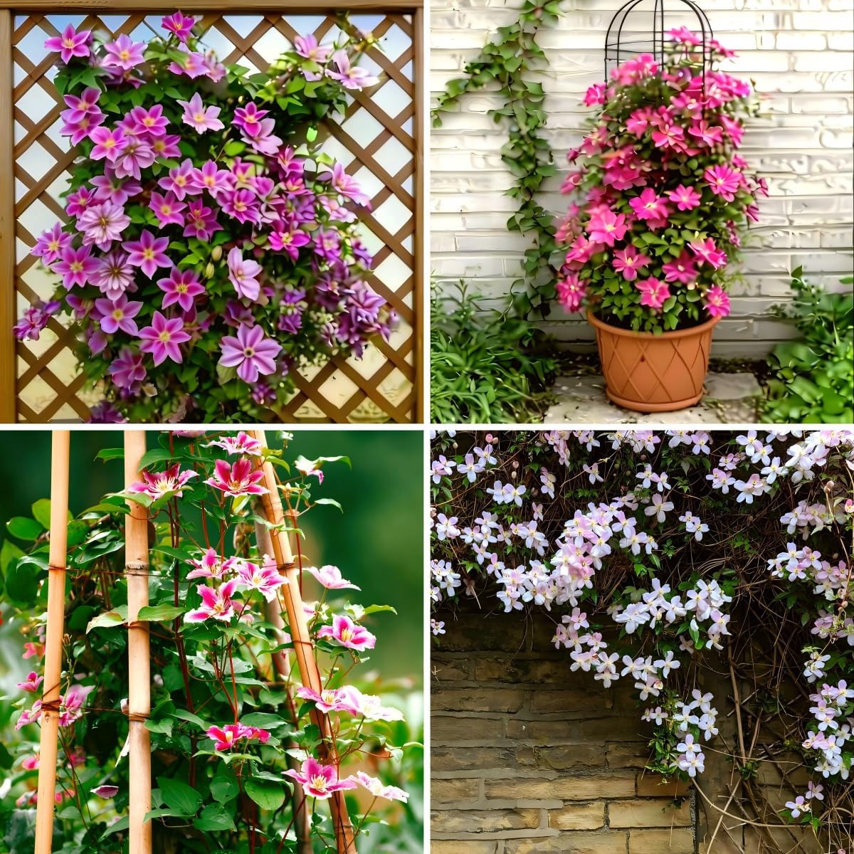 CarpetC 50+ Clematis Seeds for Planting, Perennial Flowering Vine, Long Blooming Heirloom Climber for Trellises, Fences and Arbors