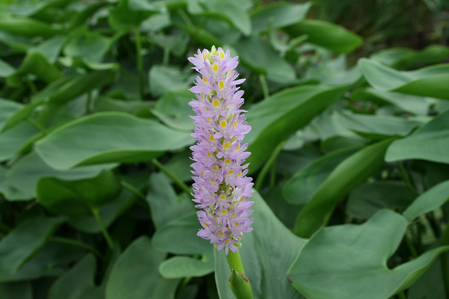 POND PLANT PICKEREL, PINK