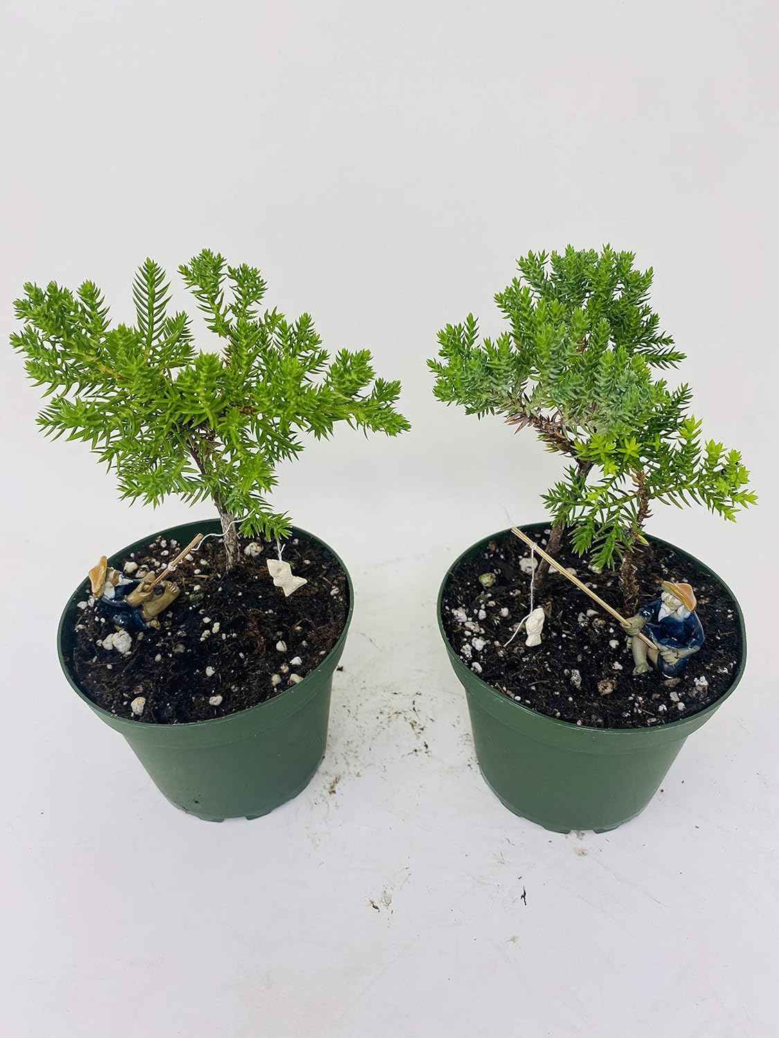 Jmbamboo - Two Tree Bonsai Juniper Garden 4'' Pot with Fishman