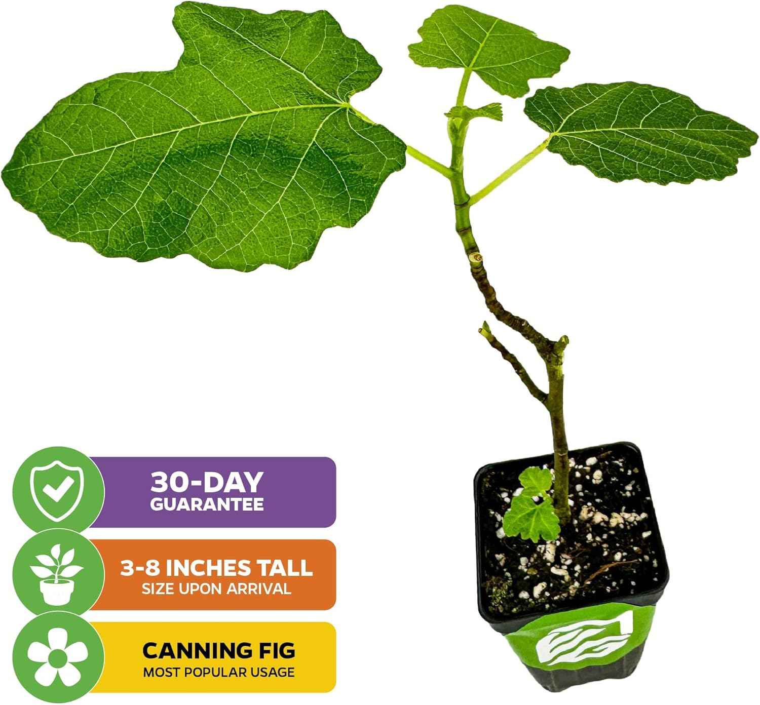 Magnolia Brunswick Fig Tree - Ficus carica by Wellspring Garden - Captivating & Abundant Fruit Producer - Versatile Fruit Tree - Robust Growth - Garden Ornamental (2-Pack)