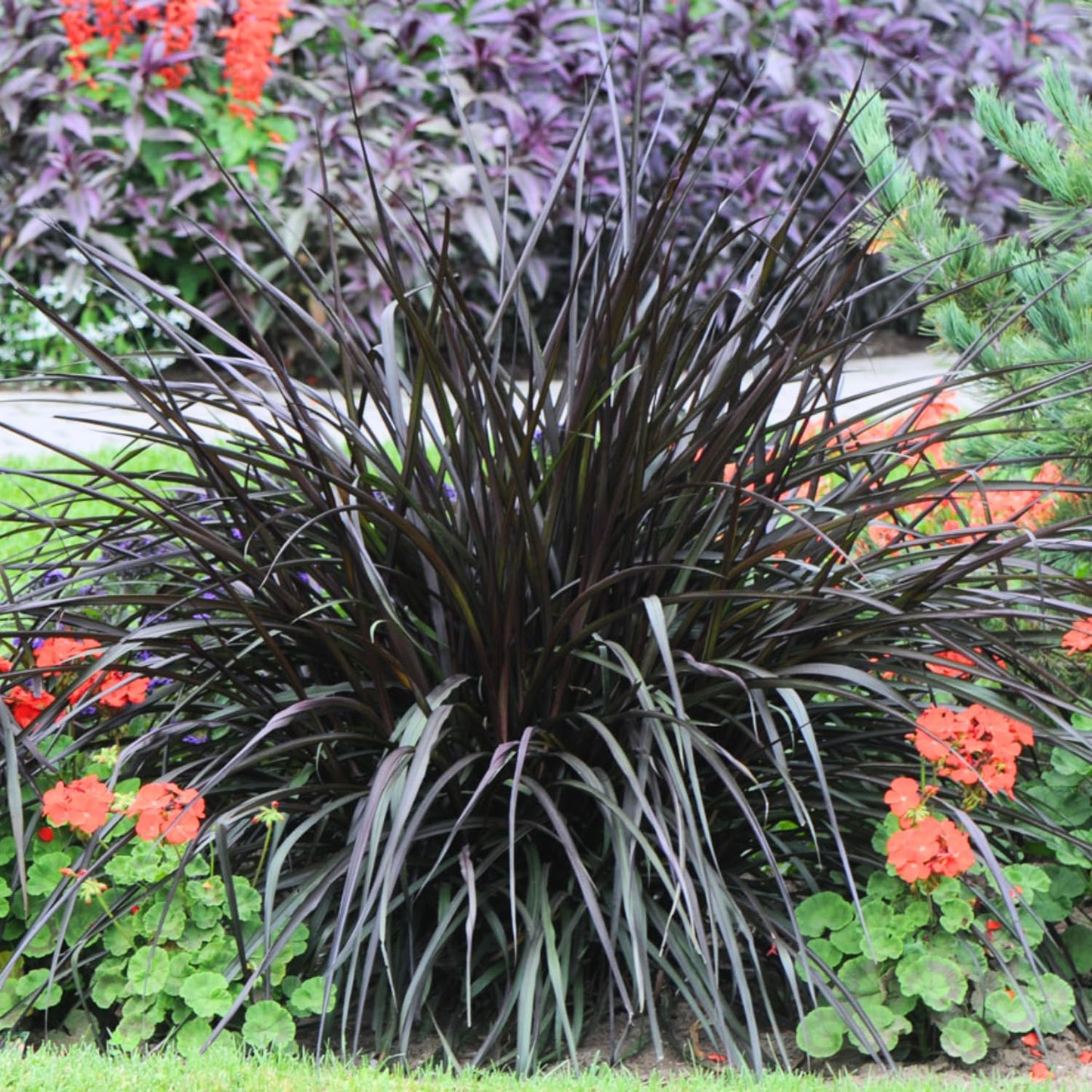 Set 2 Grass Plants Live for Planting, 5-9 Inch Tall, Ornamental Grasses Live Plants Perennial Grass, Well-Rooted (Black Fountain Grass)