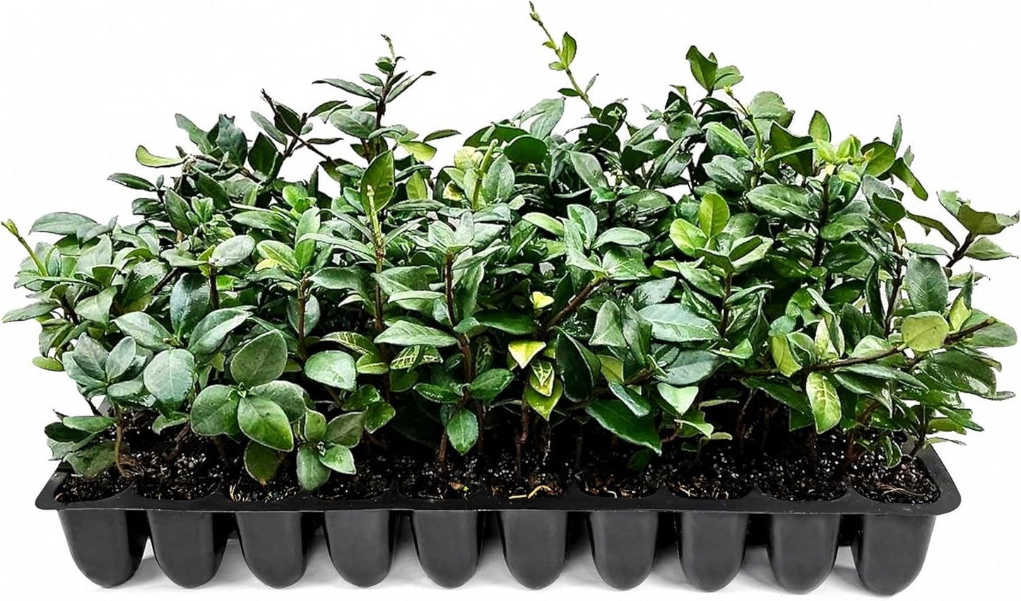 Star Jasmine | 10 Live Plants | Trachelospermum Jasminoides | Fragrant Blooming Evergreen Vine, Low Maintenance, Climbing, White Flowers, Attracts Pollinators, Drought Tolerant