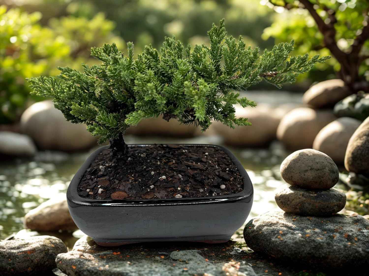 Live Dwarf Juniper Bonsai Tree | Potted in Plastic Pot | 3 Years Old | 100% Handcrafted | Outdoor Bonsai | Unique Gift for Birthday, Graduation, Anniversary