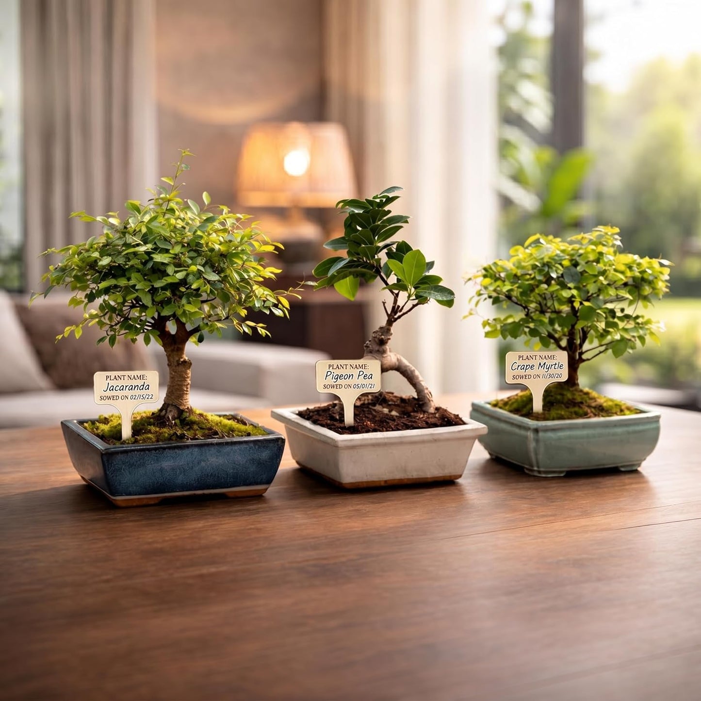 Avergo Bonsai Starter Kit – Growing Jacaranda Bonzai Tree | Complete Indoor Tree Kit for Growing Plants with Tools & Planter – Gardening Gifts for Mother, Women & Men