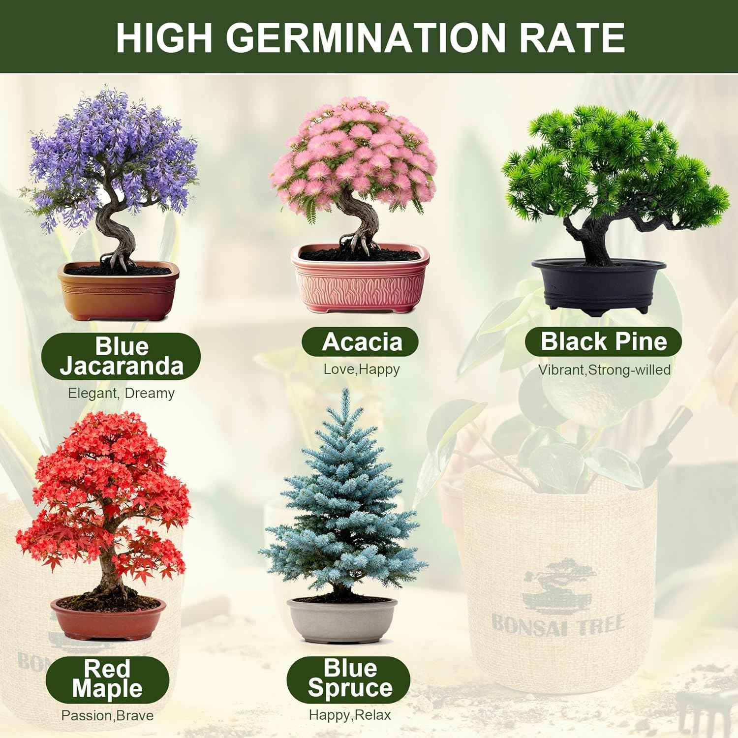 5 Pack Bonsai Tree Kit - 5 Seeds Growing Plant Bonsai Tree Live Kit for Beginners, Easy to Grow Complete Indoor Garden Starter Kits with Wooden Box & Tools, Christmas Gifts for Men Women Plant Lover