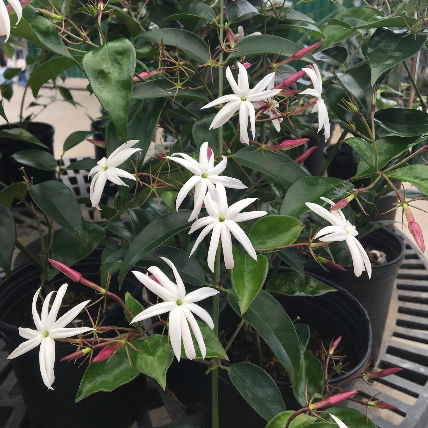 Live Angel Wing Jasmine (Jasminum Nitidum) Plants - Fragrant, White Blooming Evergreen Shrub for Any Garden (4 jas Angel Cups)
